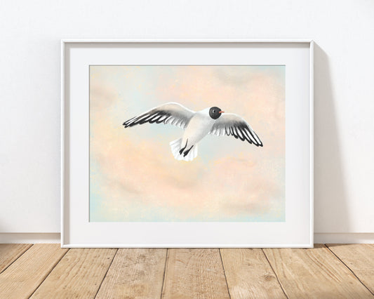 Black Headed Gull Print with 14" x 11" Mount (Unframed)